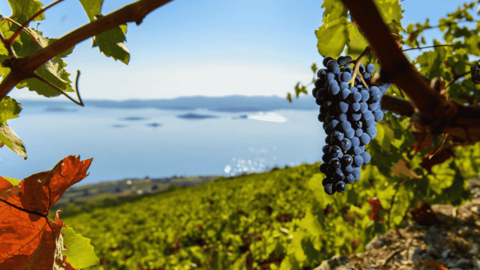 Taxi Orebic Wine Tour Pelješac Plavac Mali Dingač Pošip